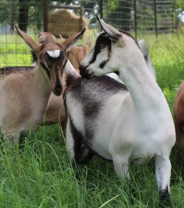 swiss alpine goat