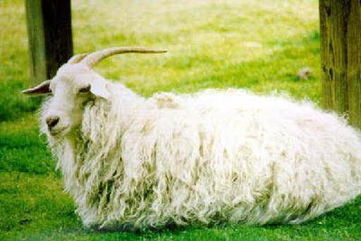 Angora Goat | All About Goats