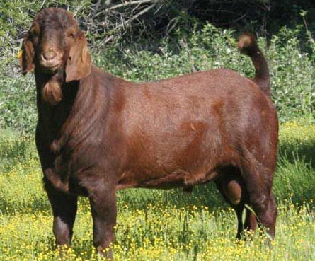 Kalahari Red – All About Goats